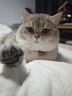 卫仕高醇鲜肉 南极磷虾油美毛猫干粮 成猫幼猫全价冻干拼配猫粮4.5kg 实拍图