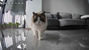 KONOKO宠物湿巾猫咪擦眼泪痕除臭味狗狗用品全身免洗清洁专用湿纸巾 实拍图