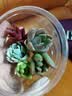 【新人专享】虹之玉多肉植物彩色系列红色精品多肉办公室室内 随机多肉5颗不重复 实拍图