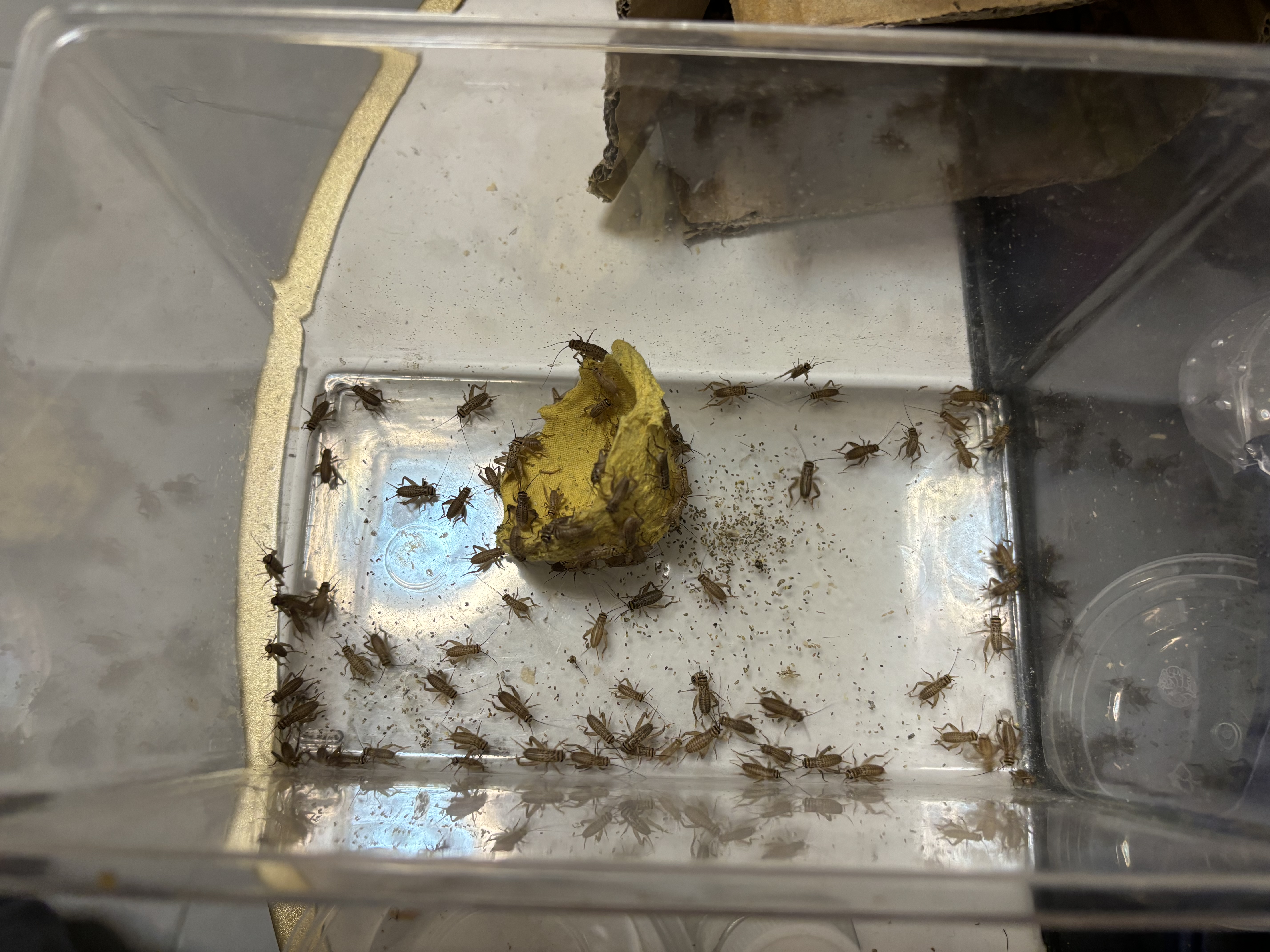 品云美宠白蟋蟀活体针头蛐蛐油葫芦蜥蜴守宫鬃狮角蛙蜘蛛蝎子爬宠活食饲料 白蟋蟀0.3-0.7cm 50只 实拍图