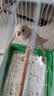 虎皮鹦鹉活体小鸟活鸟鹦鹉鸟手养宠物鹦鹉虎皮鸟活体幼鸟一公一母 白虎皮【母】 实拍图