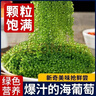 万般宜 海葡萄新鲜盐渍即食品儿童凉拌菜鱼子酱火锅商家用300克+6种蘸料 实拍图