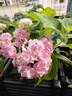 虹越（HONGYUE）大花绣球花盆栽苗 无尽夏花手鞠绣球八仙花庭院阳台花卉 【变色大花绣球】“无尽夏”1加仑 实拍图