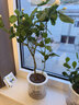 绿有意绿植盆栽多肉花卉盆栽植物室内桌面水培绿植办公室客厅植物懒人 清香3盆】栀子花+九里香+茉莉花 实拍图