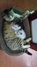 疯狂的主人猫抓板窝特大号猫玩具猫爪板猫抓盆不掉屑猫窝椭圆形瓦楞纸 实拍图