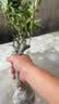 临雅垂丝海棠花树苗盆栽四季开花植物室内花卉阳台客厅绿植绿宝石大叶 【旗舰款】垂丝海棠花【5年老桩】 晒单实拍图