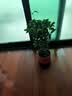 开时果 四季桂花盆栽树苗浓香型 新中式盆景办公室内绿植物源头直发包邮 精品四季桂+原土发货（不含盆） 【整高约40-50cm左右】 实拍图