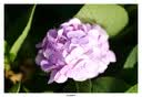 MEKE【L口】美科851.8se二代 L镜头85mm f1.8 SE二代自动对焦全画幅大光圈人像适用L口微单相机定焦 AF 85mm f1.8 SE 二代  （松下L口） 官方标配+（送高透UV+清 实拍图