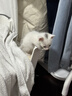 奥莉特猫砂豆腐猫砂除臭低尘可冲厕混合猫砂大袋囤货装猫咪用品 彩色豆腐猫砂【豆腐随机】 10斤 实拍图