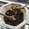 玫瑰花苗老桩绿植物盆栽月季蔷薇老根室内外阳台庭院特大花卉四季 3爱莎（老桩苗四季开花） 实拍图