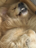 奥丁（ODIN）狗零食狗狗火腿泰迪金毛幼犬成犬训练奖励牛肉味300g（15g*20支） 实拍图