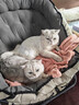 卫仕高醇鲜肉 南极磷虾油美毛猫干粮 成猫幼猫全价冻干拼配猫粮4.5kg 实拍图