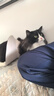 鲜朗主食猫条磷虾三文鱼油营养全价成猫幼猫湿粮无添加非零食补水湿粮 混合口味【12g/支】 12支【尝鲜装】 实拍图