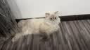 卫加全价猫粮20斤装 成猫幼猫主粮全阶段通用型天然粮10kg 实拍图