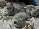好主人金装好主人猫粮2.0 成猫幼猫蓝猫英短通用全价无谷冻干 【量贩优惠】金装幼猫粮7斤 实拍图