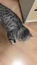 猫乐适肠道处方粮 TS5 科学营养系列呵护猫咪肠胃 猫肠道敏感猫粮肠胃 1.5kg*1袋 肠道全价处方粮 实拍图