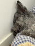 伯纳天纯狗粮专供款宠物狗粮鸡肉樱桃小型犬全价成年犬粮 2kg/4斤 实拍图