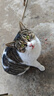 京东京造猫粮鸡肉味全价成猫粮10kg三文鱼肉营养美毛长肉质检流浪救助 实拍图