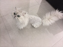 奥克斯（AUX）宠物剃毛器猫咪专用推子长毛猫电推剪静音剃猫毛神器宠物猫脚底推毛器 【长毛猫专用 可防水】标配 实拍图