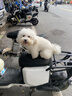 海洋之星 三文鱼中小型犬狗粮成犬粮天然无谷粮小颗粒6kg 实拍图