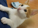 皇家猫粮幼猫奶糕  BK34 通用粮 1-4月 400g*2 实拍图