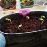 IAM City Farmer盆栽黄瓜DIY趣味儿童种植盆栽可食用植物观察幼儿园绿植种子10099 实拍图