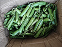 中鲜生 云南新鲜豌豆 甜豌豆新鲜蔬菜现摘豆角 净重4.5斤【好划算】鲜嫩饱满 实拍图