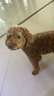 麦富迪狗粮 藻趣儿狗粮成犬粮牛肉螺旋藻 均衡营养2.5kg 实拍图