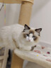 领先成猫尝鲜礼包主食级烘焙猫粮猫条餐盒汤包（新老款随机发货） 实拍图