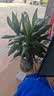 花翁富贵竹水培绿植招财转运室内客厅水养花卉盆栽植物文昌竹源头直发 实拍图