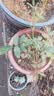 小苗月季花苗玫瑰果汁阳台开花绿植室内盆栽多季好养花卉爬藤藤本 真宙【重瓣大花浓香】灌木 实拍图