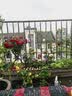 行湘爬藤月季花苗绿植盆栽爬墙花卉 红色龙沙50-70cm（1棵）源头直发 实拍图