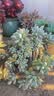 iSDG进口夜间酵素232种果蔬diet黄金爽快植物酵素清肠排毒吸油排宿便 爽快酵素 120粒*4袋 实拍图