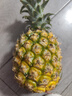 广东徐闻香水菠萝新鲜水果生鲜热带孕妇水果整箱包邮 1个装 单果1.3-1.5斤 实拍图