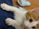 皇家猫粮幼猫奶糕  BK34 通用粮 1-4月 400g*2 实拍图