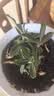 新品沙漠玫瑰重瓣大花浓香型多肉月季花植物四季易活懒人好养清仓 【重瓣3-5色】8年苗1盆/原土原盆【包成活】 实拍图