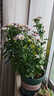 九千谷花盆加仑盆升级款塑料花盆家用园艺种植盆带托盘16*16cm3个装5068 实拍图