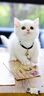 龙大肉食 带皮猪五花肉块2斤 冷冻五花酱卤肉烧烤 猪肉生鲜 出口日本级 实拍图