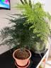 开时果 大文竹盆栽老桩精品植物 四季好养大棵文竹室内阳台大型绿植盆景 5年大文竹+原土球发货/约40-50cm 实拍图