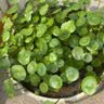 铜钱草水培植物大叶水栽鱼缸水养绿植金钱草小水草客厅室内外花卉 铜钱草盆栽（2盆） 实拍图