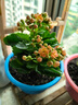 长寿花盆栽重瓣大花带花苞花苗四季室内开花好养的花卉植物 1.米橙(带花苞)送肥料 不含盆 实拍图