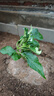 绣球花苗带花苞老桩盆栽花卉植物室内花庭院四季长开 多色 3年苗当年开花 实拍图