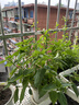奥美优阳台种菜盆种菜专用箱蔬菜种植箱楼房花箱自吸水长花盆水培户外 实拍图