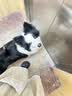 伯纳天纯狗粮中大型犬全价成年犬粮17kg羊肉蔓越莓味囤货装 实拍图