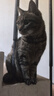 普安特宠物猫咪洗耳液用于耳道清洁狗狗耳猫耳朵螨虫耳臭垢腊炎 实拍图