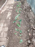 滨淇草莓苗奶油草莓大棚秧苗四季草莓苗当年结果带原土10棵源头直发 实拍图