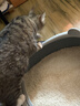 pidan混合猫砂 木薯豆腐猫砂30%:70% 14.4kg整箱 结团不沾底植物砂 实拍图