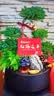 Only you【2小时达】五层塔松盆栽绿植盆景室内植物开业生日乔迁重阳节 松鹤延年【精致造景五层塔松盆景】祝寿送礼推荐 实拍图