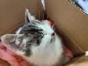 ZYUO日本品牌宠物除臭剂杀菌去尿味生物酶猫尿分解剂室内拖地专用除味 1瓶装【试用装】 实拍图