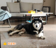伯纳天纯狗粮中大型犬全价成年犬粮17kg羊肉蔓越莓味囤货装 实拍图